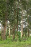 :-Dipterocarpus alatus
