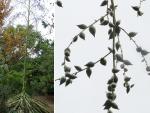 Furcraea selloana - Furcraea selloa