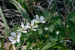 :-Rubus ursinus subsp. vitifolius