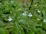 Zurückgebogener Salbei - Salvia reflexa