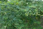 : - Colubrina asiatica var. subpubescens