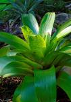 : - Vriesea brasiliana