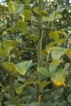 Dreiblättrige Orange - Citrus trifoliata