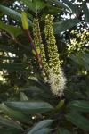 : - Cunonia capensis