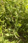 Emilienkraut - Emilia sonchifolia