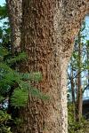 : - Acacia sieberiana var. woodii
