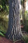 : - Beaucarnea stricta
