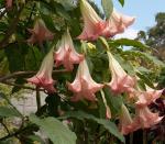 : - Brugmansia insignis
