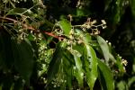 : - Cinnamomum bodinieri