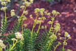 Vierkantiges Dickblatt - Crassula tetragona