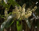 : - Itea chinensis