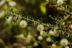 : - Acacia ulicifolia