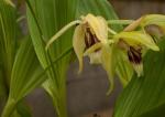 : - Coelogyne speciosa