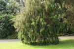 Rimu-Harzeibe - Dacrydium cupressinum