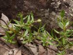 : - Dodonaea camfieldii