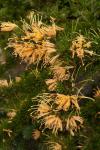 : - Grevillea juniperina subsp. sulphurea