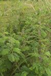 : - Mimosa diplotricha