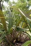 : - Curculigo crassifolia