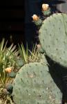 : - Opuntia robusta