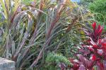 Elefantengras - Pennisetum purpureum