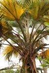 : - Pritchardia schattaueri