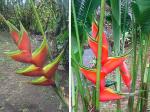 :-Heliconia wagneriana