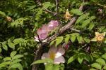 : - Rosa roxburghii