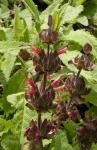 :-Salvia spathacea