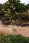 Riesenfenchel - Ferula communis
