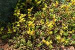 : - Sedum stahlii