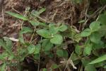 : - Spermacoce latifolia