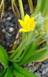 : - Hypoxis decumbens
