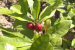 Wunderbeere - Synsepalum dulcificum