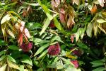 : - Syzygium wilsonii