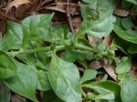 Neuseeländer Spinat - Tetragonia tetragonioides