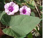 Strauchige Prunkwinde - Ipomoea carnea