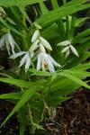 : - Thunia alba