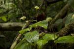: - Argostemma parvifolium var. involucratum