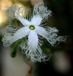 Schlangenhaargurke - Trichosanthes cucumerina