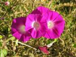 Jalape - Ipomoea purga