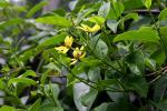 : - Tristellateia australasiae