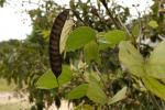 : - Bauhinia acuminata