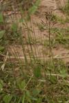 : - Chrysopogon aciculatus