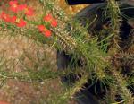 : - Euphorbia gottlebei