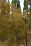 : - Allocasuarina gymnanthera