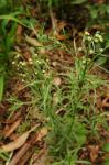 Südamerikanisches Berufkraut-Conyza bonariensis