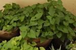Chinesischer Eidechsenschwanz - Houttuynia cordata