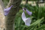: - Jacaranda obtusifolia subsp. obtusifolia
