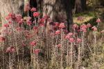 Brutblatt - Kalanchoe delagoensis
