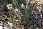 : - Lomandra leucocephala